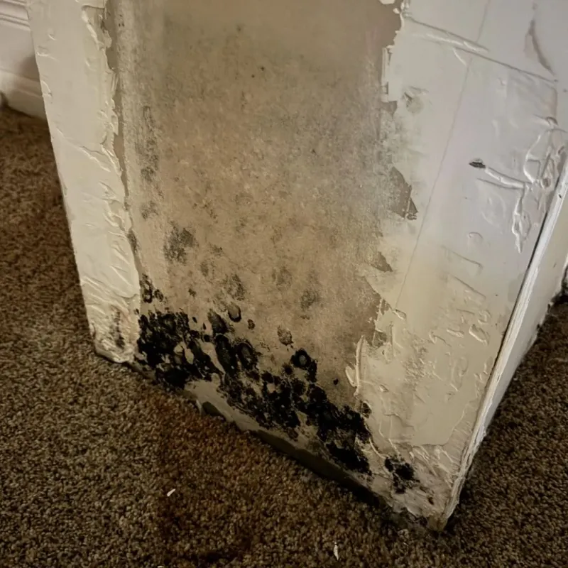 Professional Mold Removal in Creede, CO